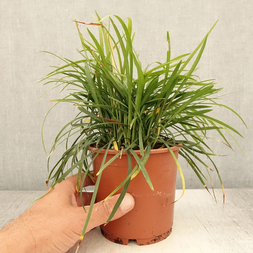 Esimerkki kesällä toimitetusta Apinanruoho Ingwersen Ruukku 1L / 1,5L-taimesta
