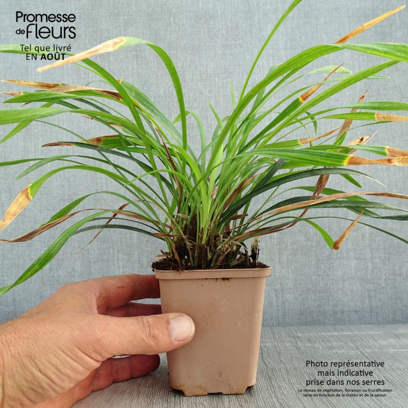 Esimerkki kesällä toimitetusta Apinanruoho Lilac Wonder Godet de 8/9 cm-taimesta