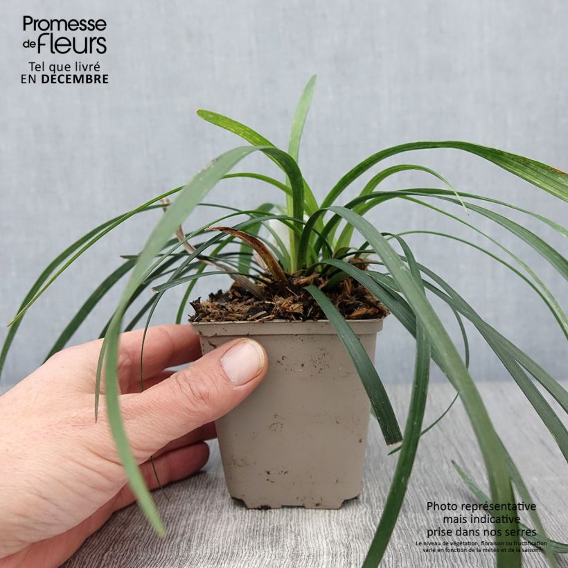 Esimerkki syksyllä toimitetusta Apinanruoho Majestic 8/9 cm taimiruukku-taimesta