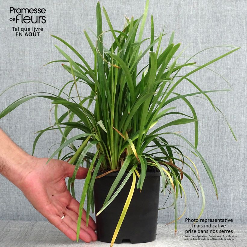 Esimerkki kesällä toimitetusta Apinanruoho Monroe White Pot de 2L/3L-taimesta