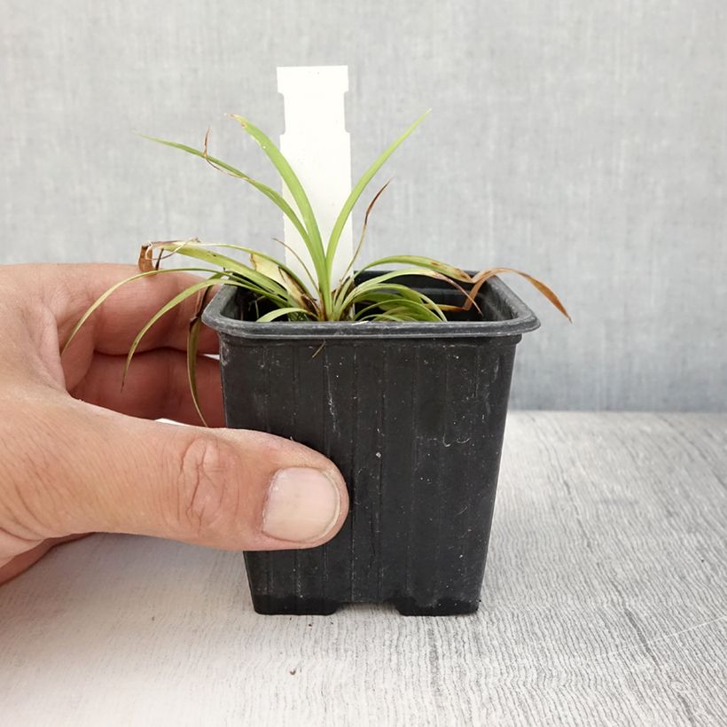 Esimerkki kesällä toimitetusta Apinanruoho Okina Godet de 8/9 cm-taimesta