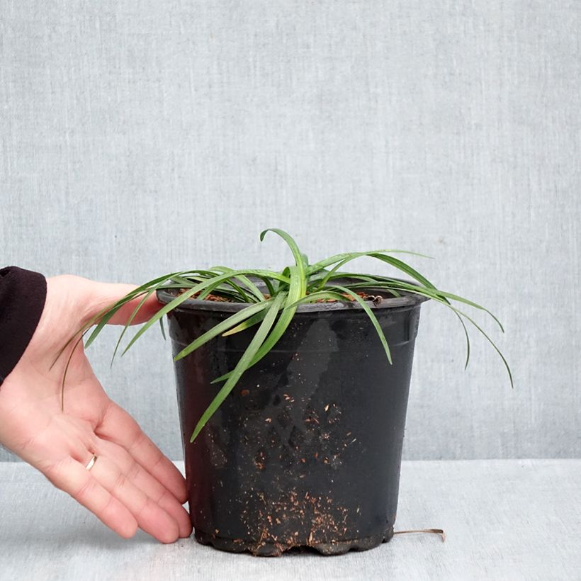 Esimerkki syksyllä toimitetusta Apinanruoho - Liriope muscari 2 litran/3 litran ruukku-taimesta