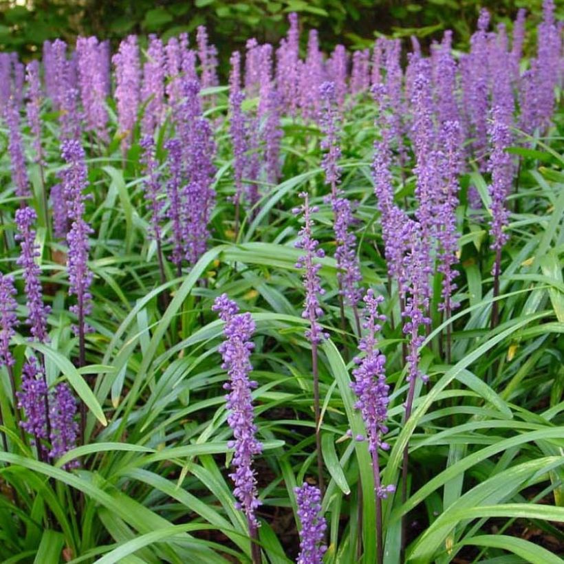 Apinanruoho Royal Purple (Kukinta)