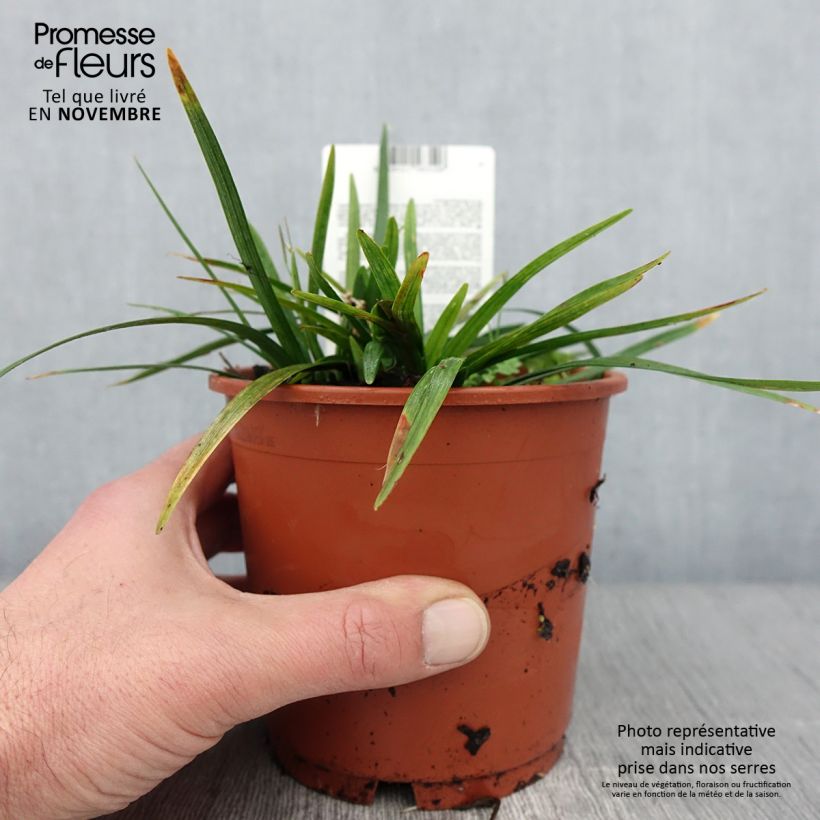 Esimerkki syksyllä toimitetusta Liriope muscari Royal Purple Pot de 1L/1,5L-taimesta