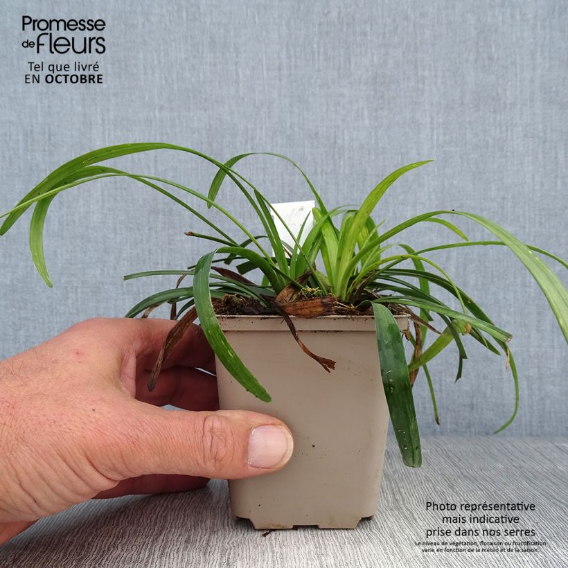 Esimerkki syksyllä toimitetusta Apinanruoho Royal Purple 8/9 cm taimiruukku-taimesta