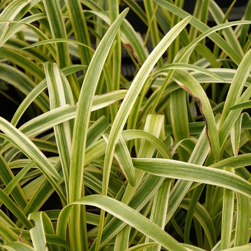 Apinanruoho Silvery Sunproof (Lehvistö)