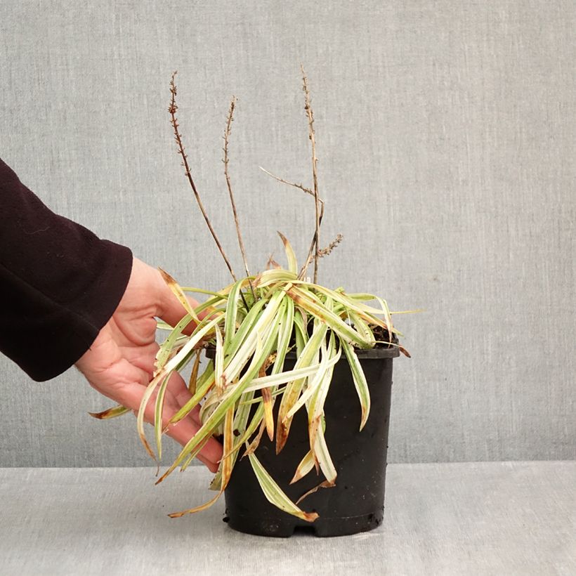 Esimerkki syksyllä toimitetusta Apinanruoho Variegata 2 litran/3 litran ruukku-taimesta