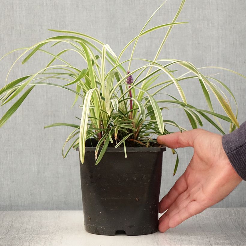 Esimerkki kesällä toimitetusta Apinanruoho Variegata Pot de 2L/3L-taimesta