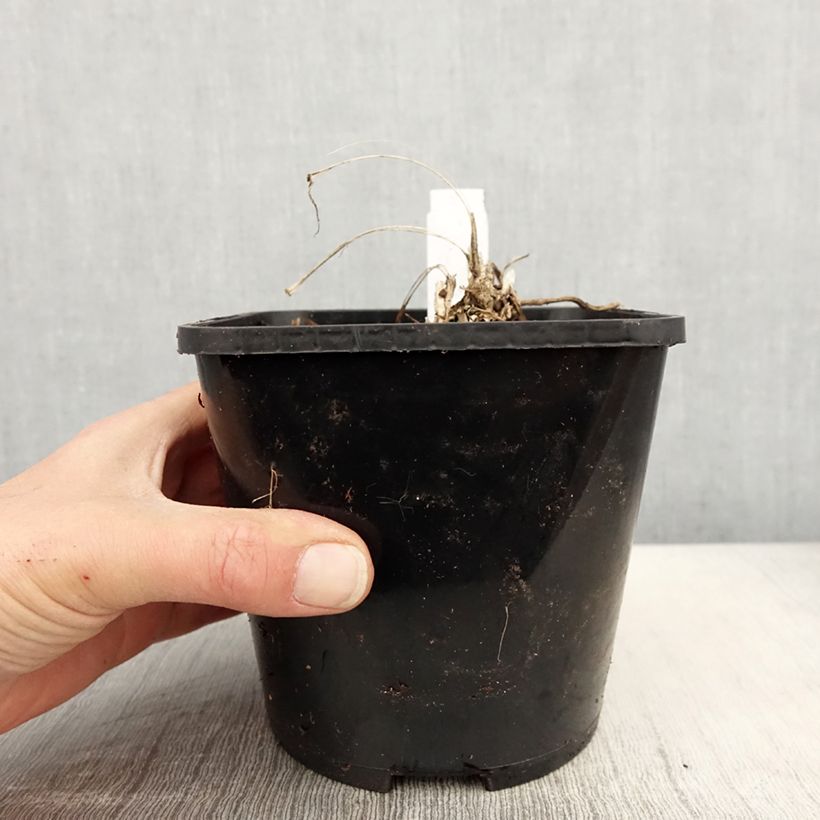 Esimerkki keväällä toimitetusta Apinanruoho Silver Dragon Pot de 2L/3L-taimesta