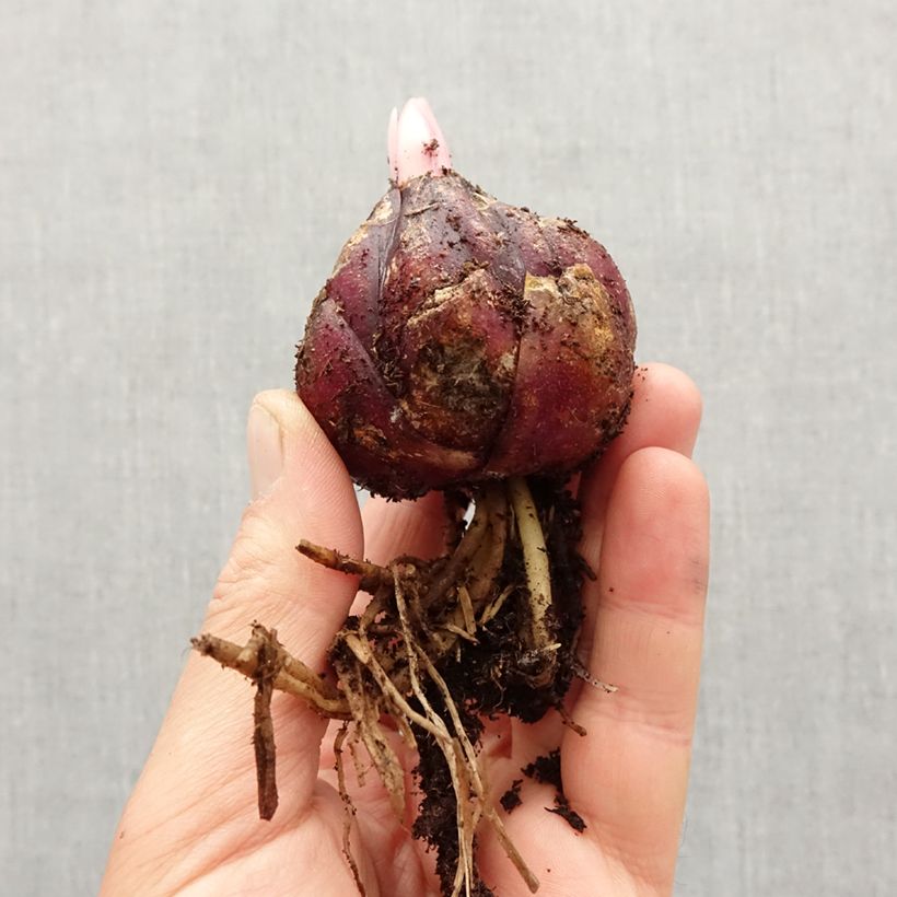 Esimerkki keväällä toimitetusta Heikinlilja - Lilium henryi Sipulit Koko 18/20-taimesta