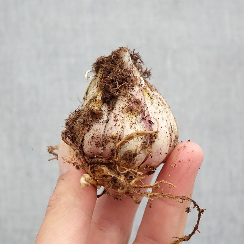 Esimerkki keväällä toimitetusta Madonnanlilja - Lilium candidum Sipulit Koko 18/20-taimesta