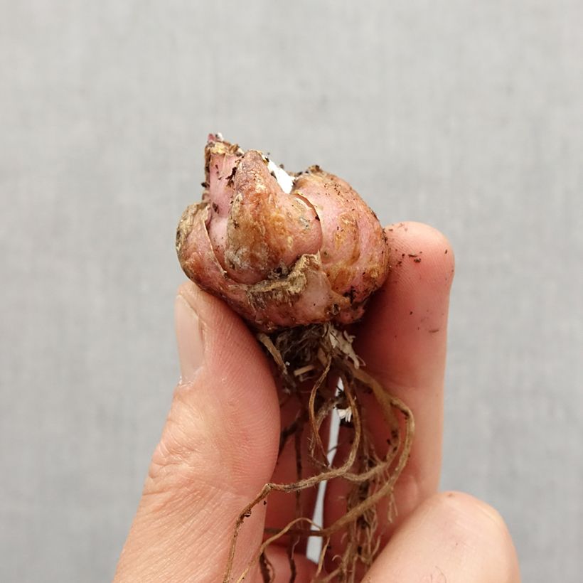 Esimerkki keväällä toimitetusta Oriental-lilja Corsage Sipulit Koko 16/18-taimesta