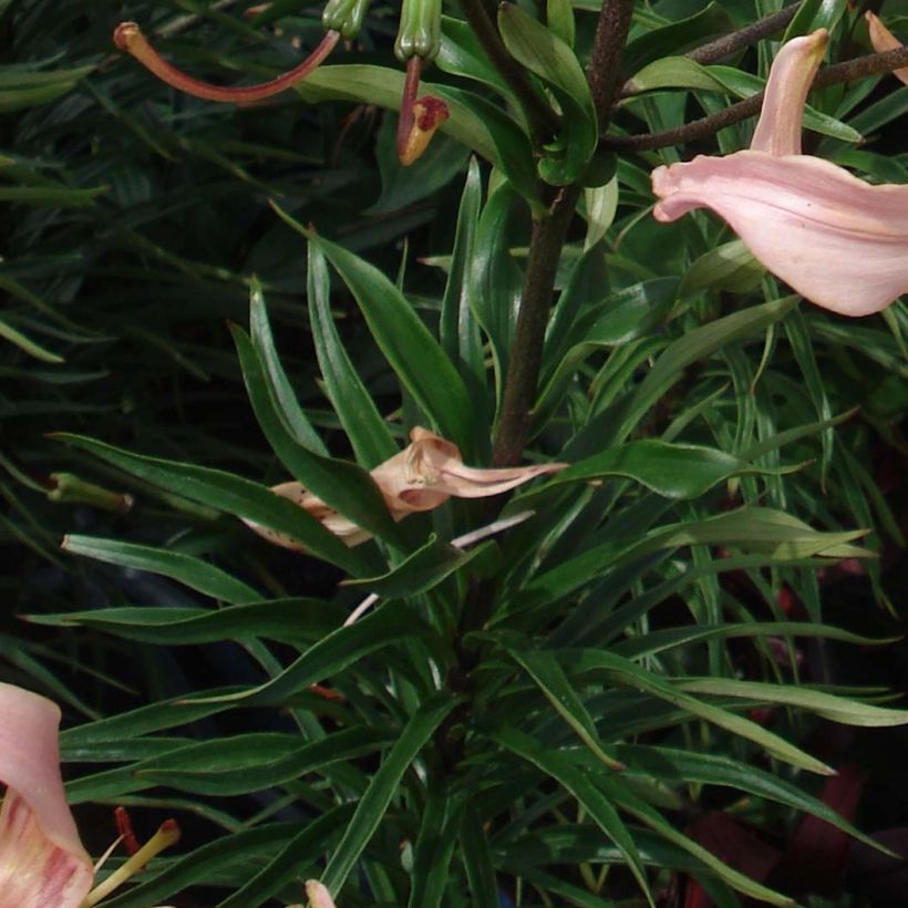 Oriental-lilja Pink Flavour (Lehvistö)