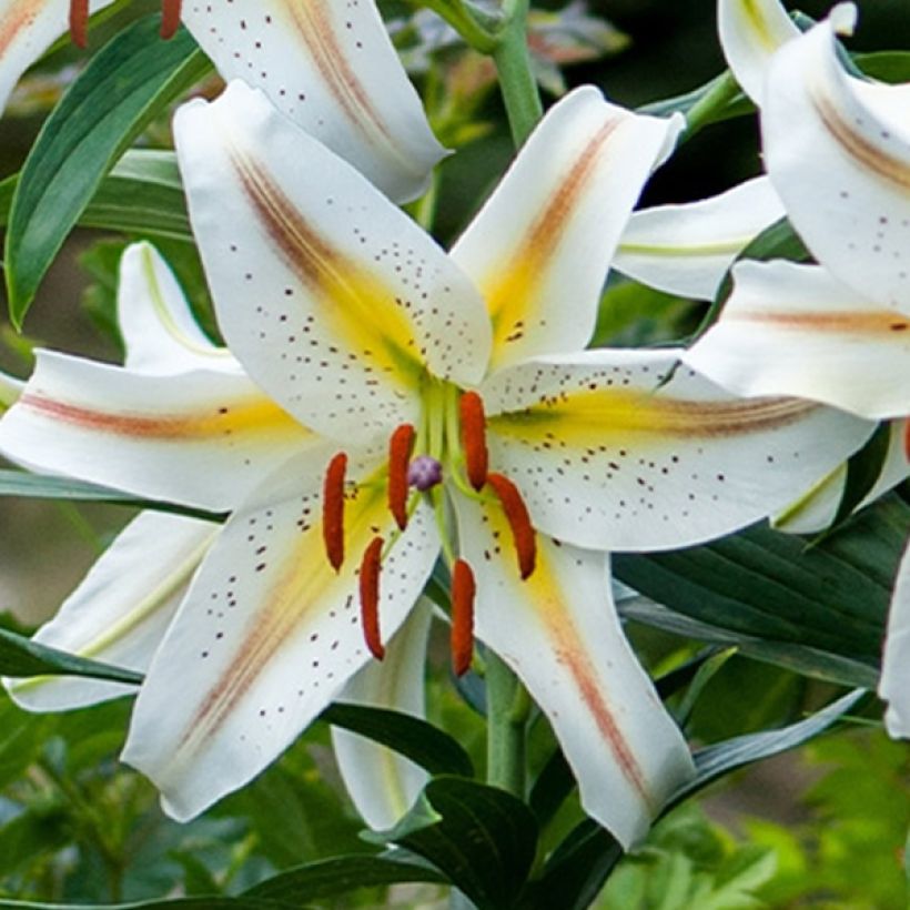 Oriental-lilja Garden Party (Kukinta)