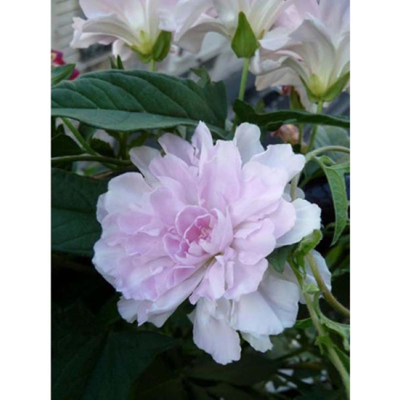 Calystegia hederacea Flore Pleno (Kukinta)