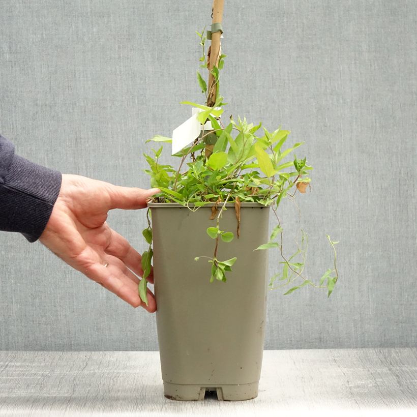 Esimerkki keväällä toimitetusta Calystegia hederacea Flore Pleno Pot de 2L/3L-taimesta