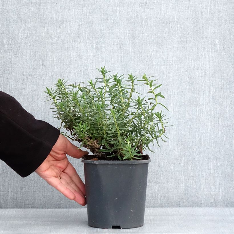 Esimerkki talvella toimitetusta Lithodora diffusa Heavenly Blue - Grémil diffus Pot de 2L/3L-taimesta