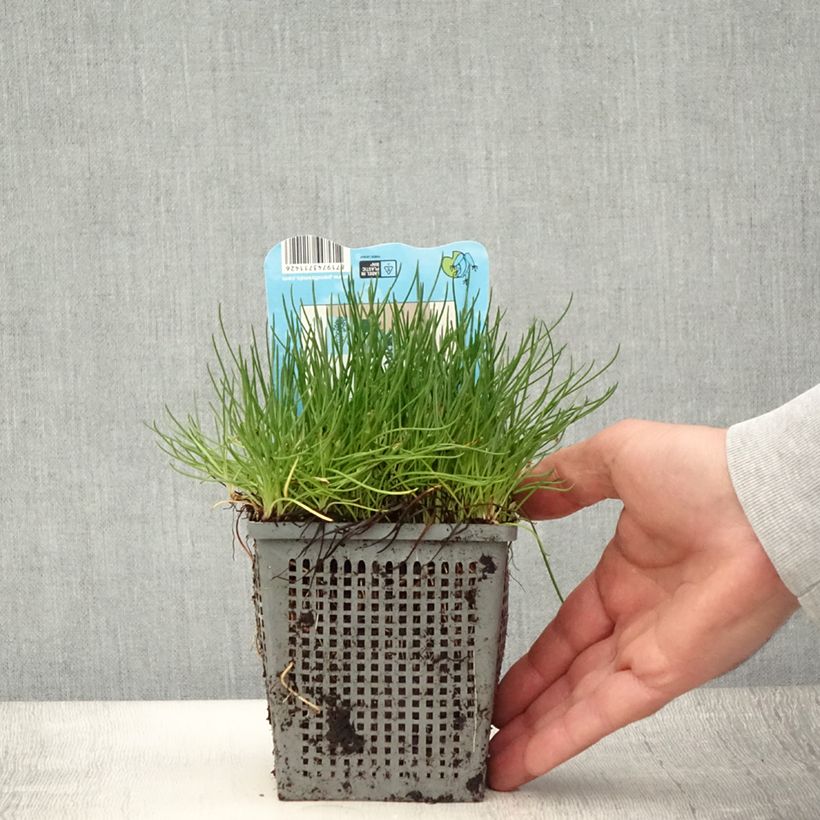 Esimerkki kesällä toimitetusta Litorella uniflora - Littorelle à une fleur Pot de 1L/1,5L-taimesta