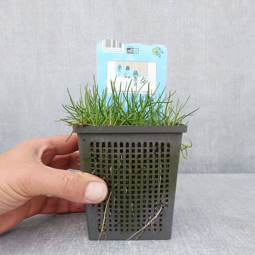 Esimerkki keväällä toimitetusta Raani - Litorella uniflora 1 litran / 1,5 litran ruukku-taimesta