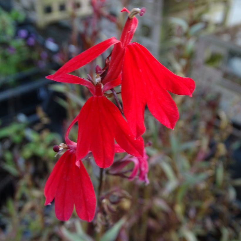 Tarhalobelia Queen Victoria (Kukinta)