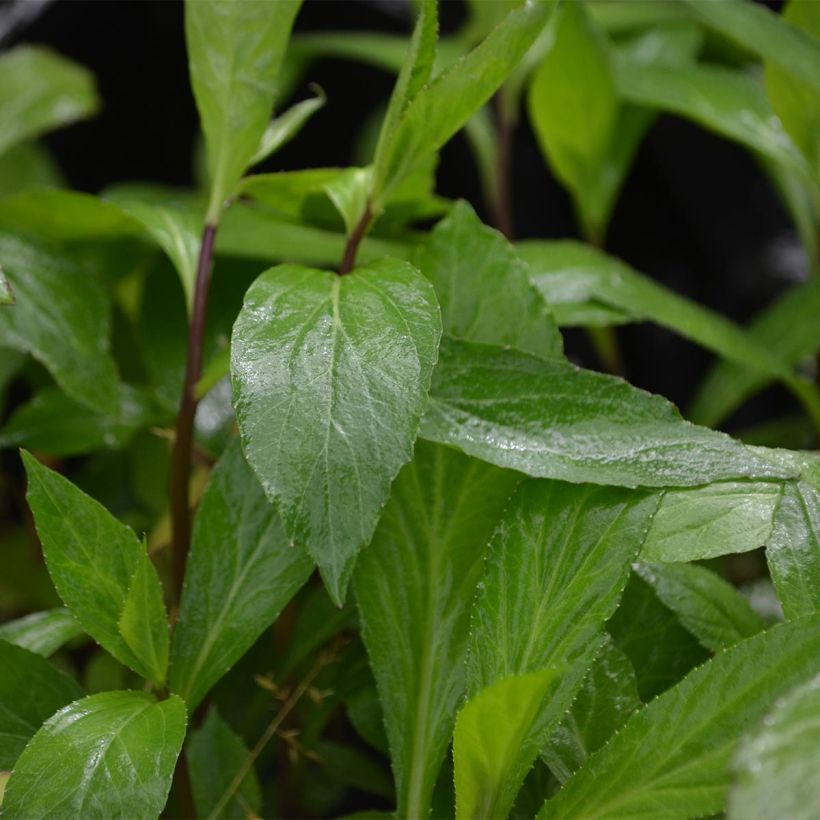 Lobelia X gerardii Vedrariensis (Lehvistö)