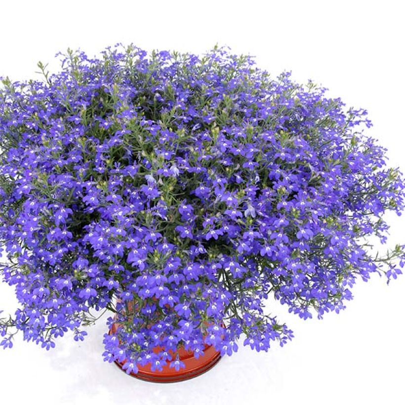 Sinilobelia Anabel Blue (Kasvutapa)