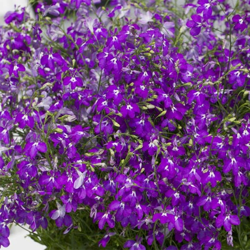 Sinilobelia Purple Star (Kukinta)