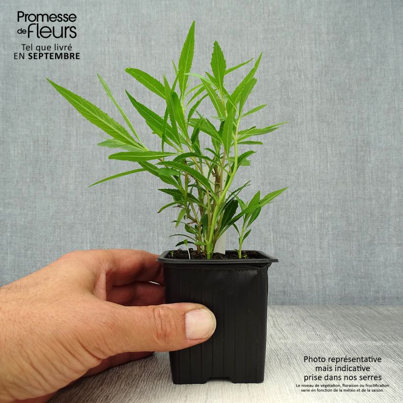 Esimerkki syksyllä toimitetusta Lobelia laxiflora 8/9 cm taimiruukku-taimesta