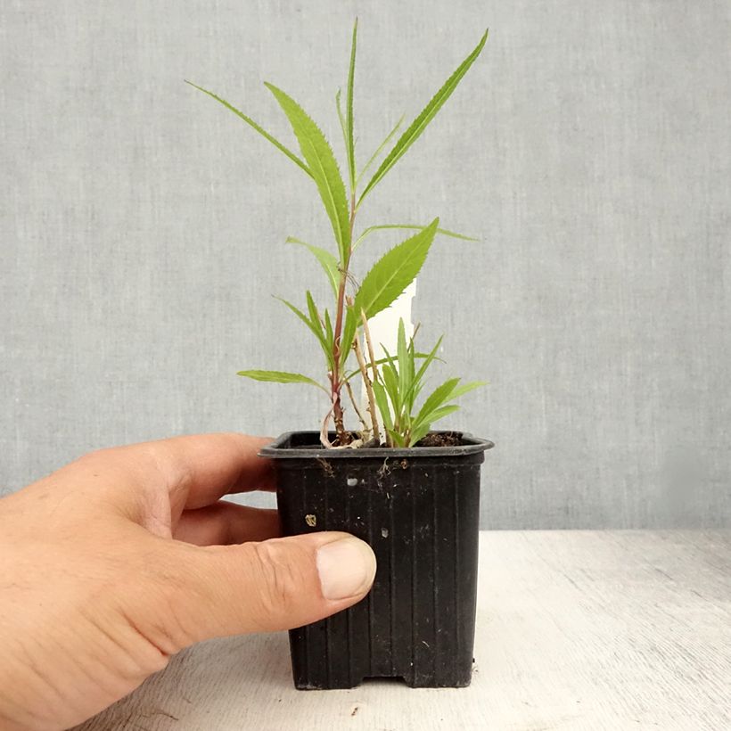 Esimerkki kesällä toimitetusta Lobelia laxiflora Taimiruukku 8/9 cm-taimesta