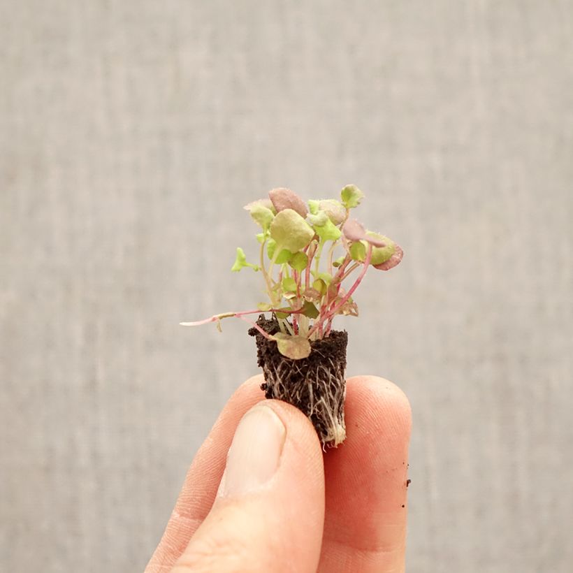 Esimerkki keväällä toimitetusta Sinilobelia Regatta Mix Minipaakku Ø 1,5/2,5 cm-taimesta