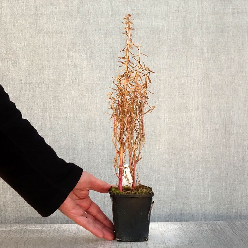 Esimerkki syksyllä toimitetusta Lobelia sessilifolia Godet de 8/9 cm-taimesta