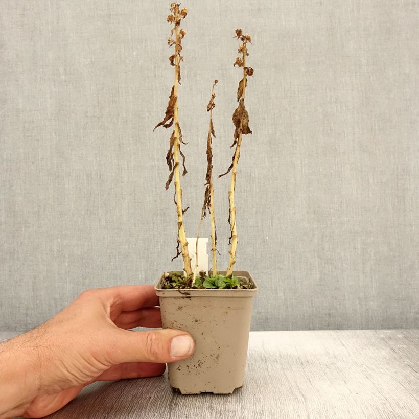 Esimerkki syksyllä toimitetusta Tähkälobelia Alba 8/9 cm taimiruukku-taimesta