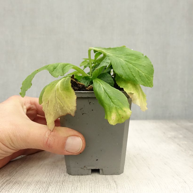 Esimerkki syksyllä toimitetusta Lobelia siphilitica - Lobélie Godet de 8/9 cm-taimesta