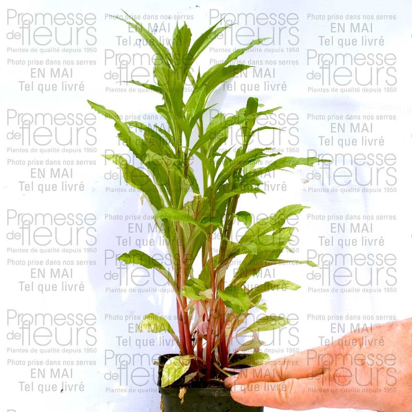 Esimerkki toimitetusta Tarhalobelia Fan burgundy Godet de 8/9 cm-taimesta