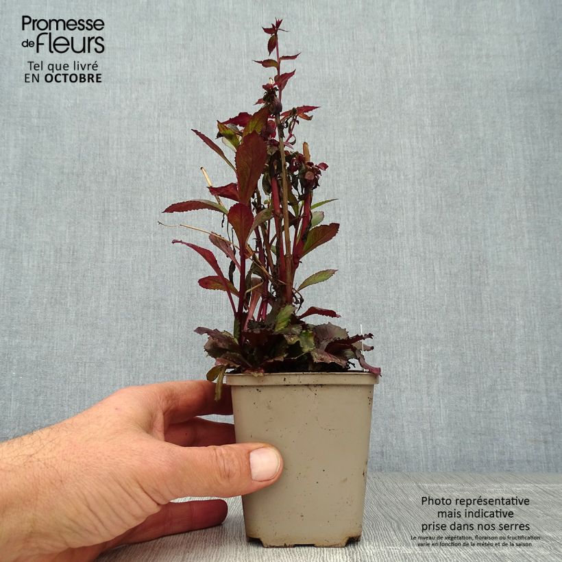 Esimerkki syksyllä toimitetusta Lobelia speciosa Starship Scarlet Godet de 8/9 cm-taimesta