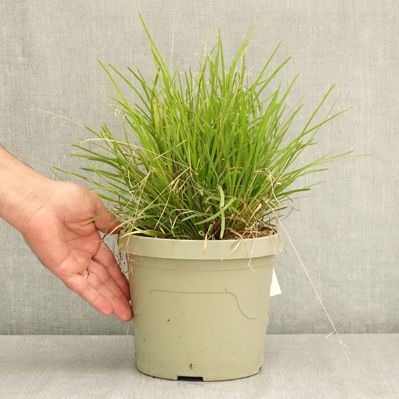 Esimerkki kesällä toimitetusta Lomandra longifolia KM- Miners Gold 3 litran/4 litran ruukku-taimesta