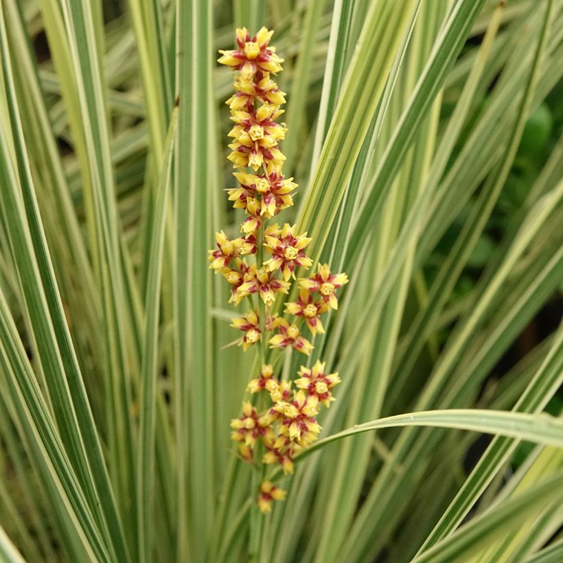 Lomandra longifolia White Sands (Kukinta)