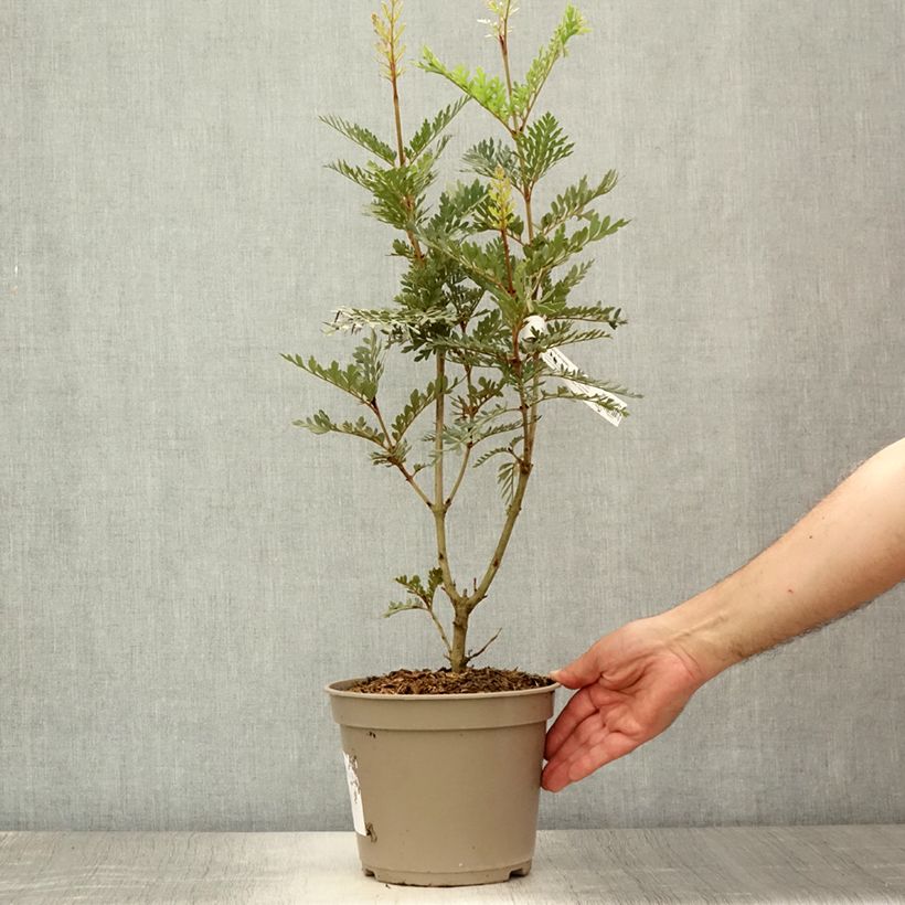 Esimerkki kesällä toimitetusta Lomatia ferruginea Ruukku 3L / 4L-taimesta
