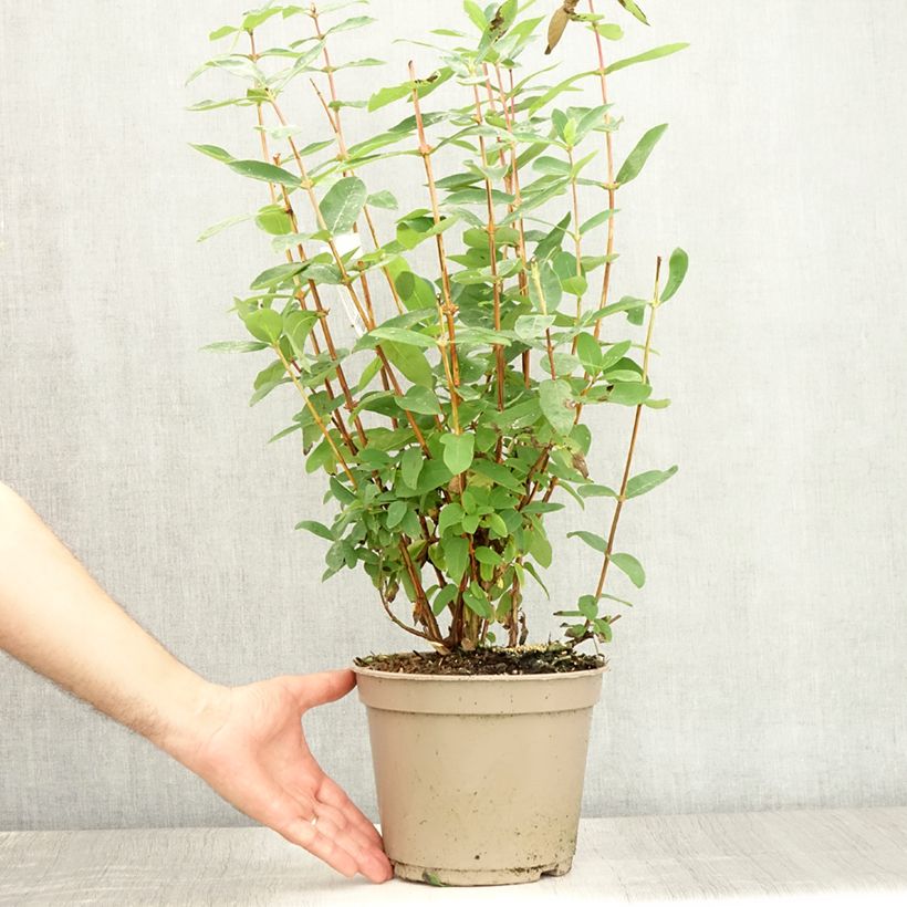 Esimerkki kesällä toimitetusta Makeasinikuusama Boreal Beauty Pot de 3L/4L-taimesta