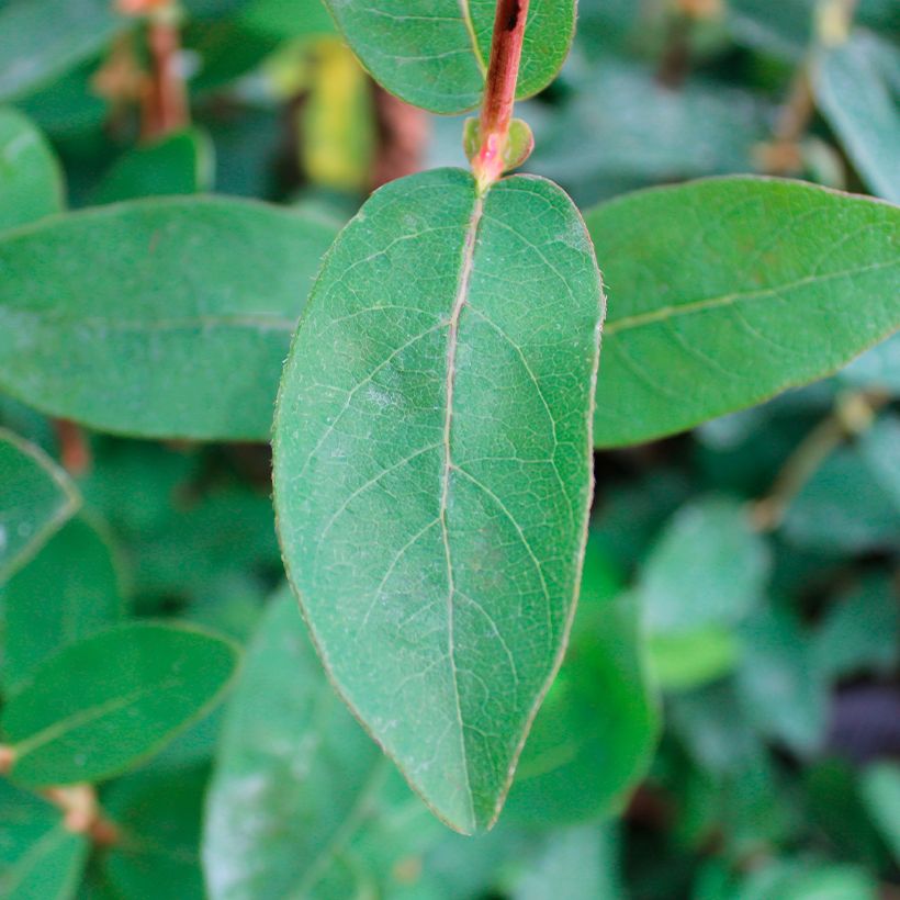 Makeasinikuusama Boreal Beauty (Lehvistö)