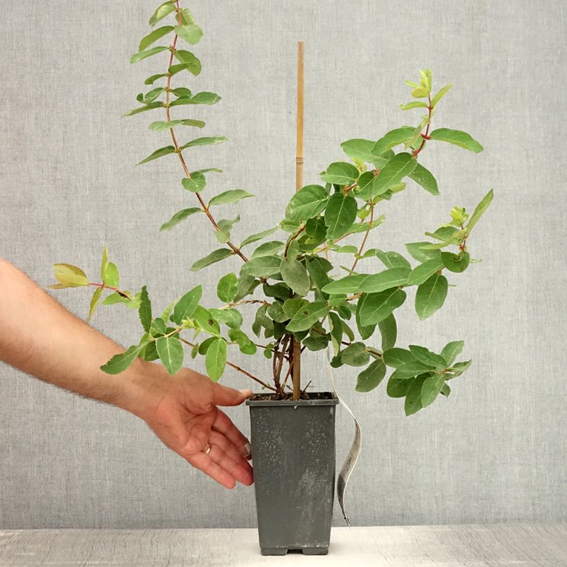 Esimerkki kesällä toimitetusta Makeasinikuusama - Lonicera kamtschatica Pot de 1,5L/2L-taimesta