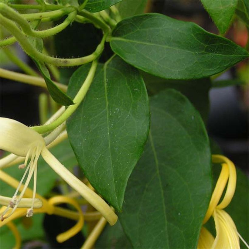 Myrttikuusama - Lonicera similis var. delavayi (Lehvistö)