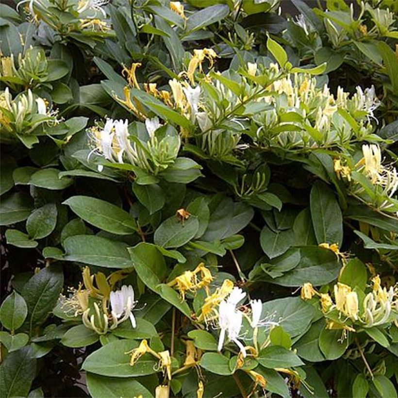 Myrttikuusama - Lonicera similis var. delavayi (Kukinta)