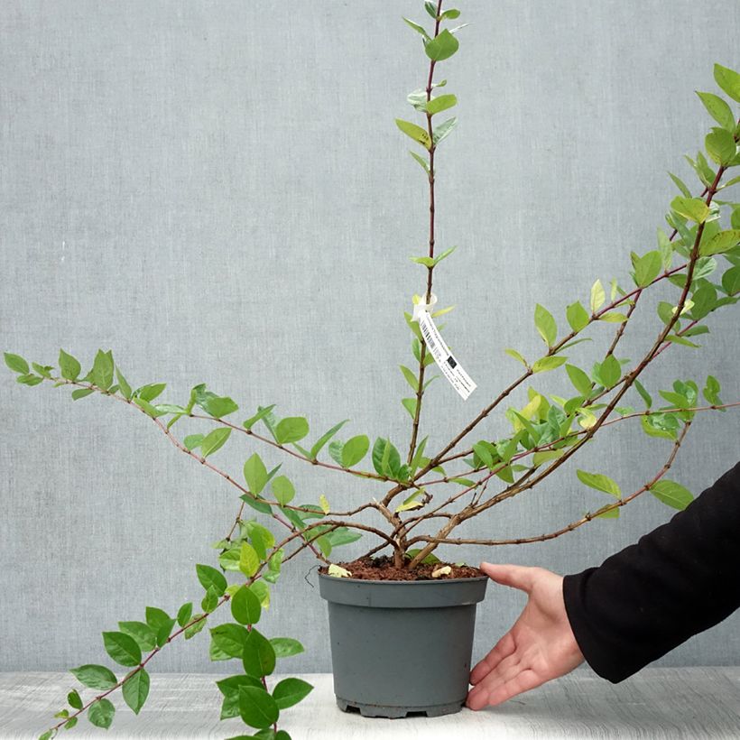 Esimerkki syksyllä toimitetusta Myrttikuusama - Lonicera fragrantissima 2 litran/3 litran ruukku-taimesta