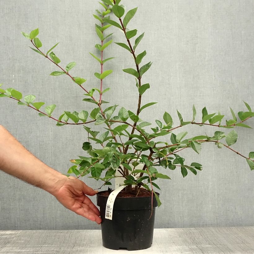 Esimerkki kesällä toimitetusta Myrttikuusama - Lonicera fragrantissima Ruukku 2L / 3L-taimesta