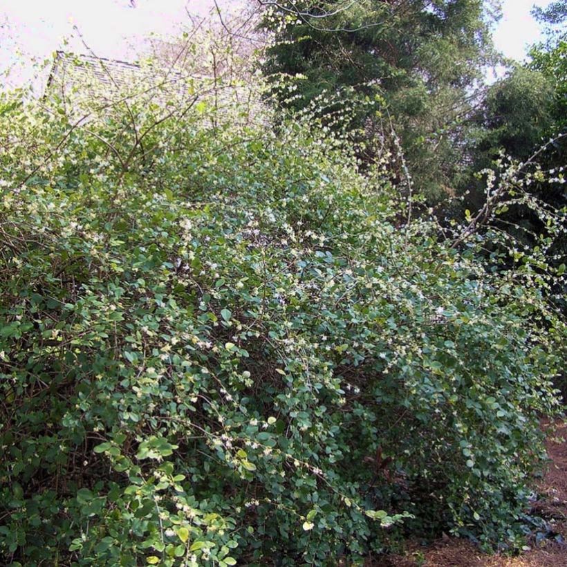 Myrttikuusama - Lonicera fragrantissima (Kasvutapa)