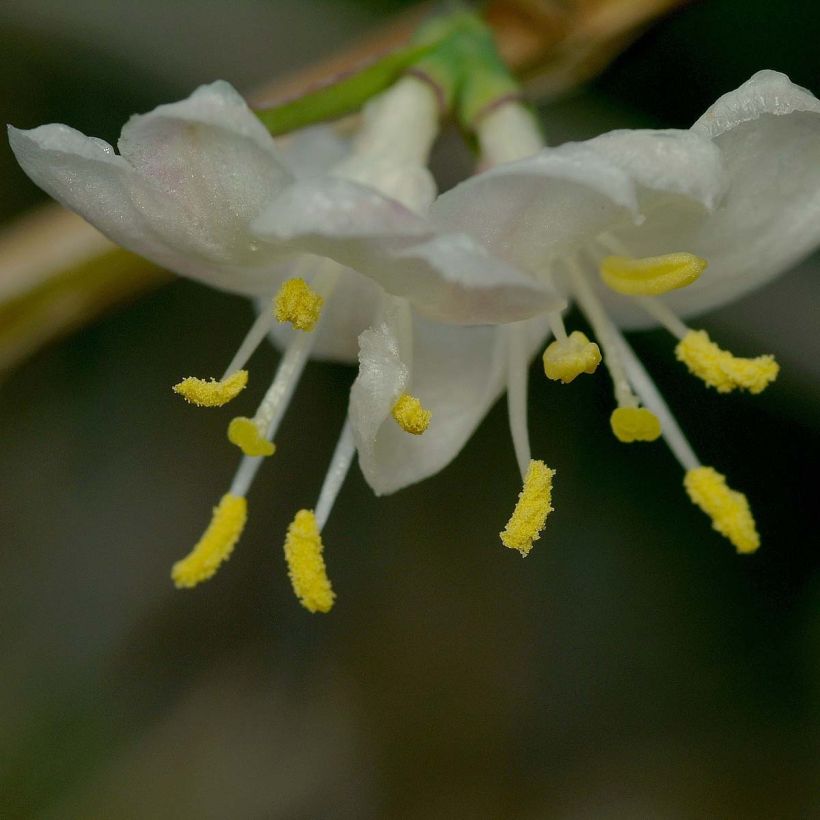 Myrttikuusama - Lonicera fragrantissima (Kukinta)