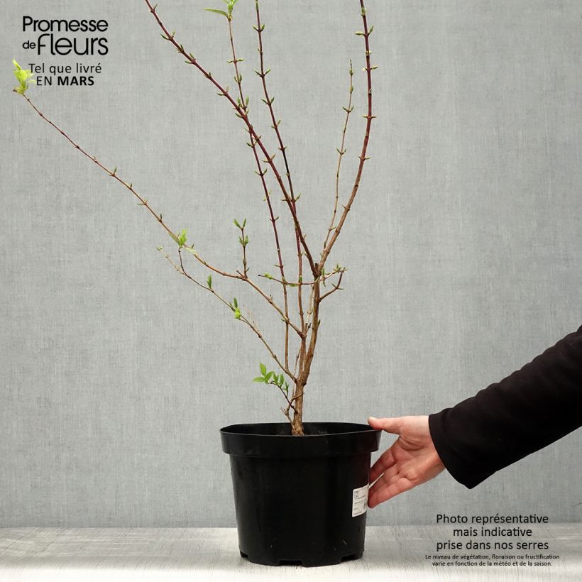 Esimerkki keväällä toimitetusta Myrttikuusama - Lonicera fragrantissima Ruukku 7,5L / 10L-taimesta