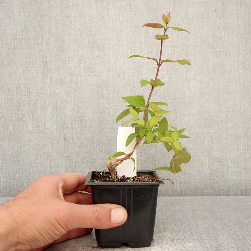 Esimerkki keväällä toimitetusta Myrttikuusama - Lonicera fragrantissima Taimiruukku 8/9 cm-taimesta