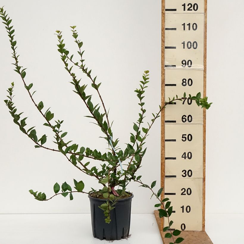 Esimerkki syksyllä toimitetusta Myrttikuusama - Lonicera fragrantissima 7,5 litran / 10 litran ruukku-taimesta